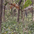 You have a high IQ if you can spot hidden tiger in jungle photo in just 12 seconds