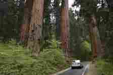 A car driving along a road in Sequoia National Park, USA