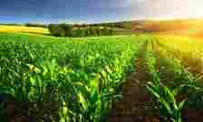 Agriculture sector sees positive trends as key crops post robust growth