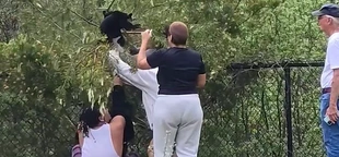 'I tried telling them to stop': Video shows people yank bear cubs from tree for selfie