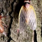 The Cicadas Have Arrived: Millions Of Noisy Bugs Plague U.S. This Spring—But Bring These Benefits