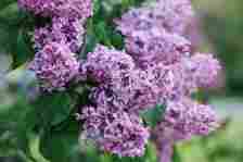 Lilac flowers in full bloom on their green leafy branches