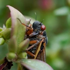 Cicadas will soon become a massive, dead and stinky mess. There's a silver lining.