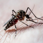These Hormones Drive Bloodlust in Mosquitoes