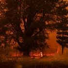 At Least 23 Dead As Dozens Of Wildfires Torch Forests In Chile