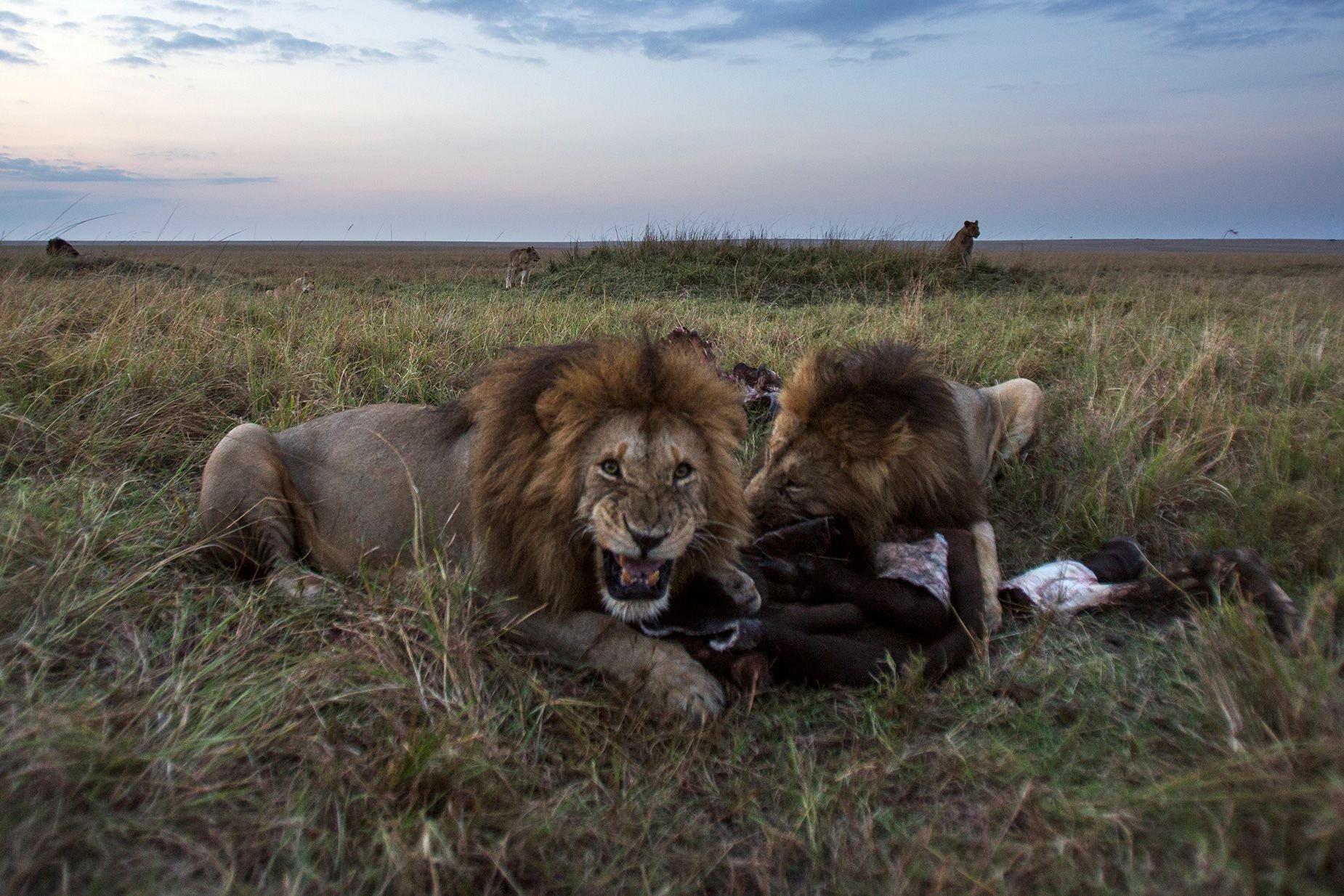 Male lions feed on a kill in Maasai Mara National Reserve in Kenya. Never go out on a safari alone. If you're one of the very rare tourists caught in an actual lion attack, having other people with you might be your salvation.