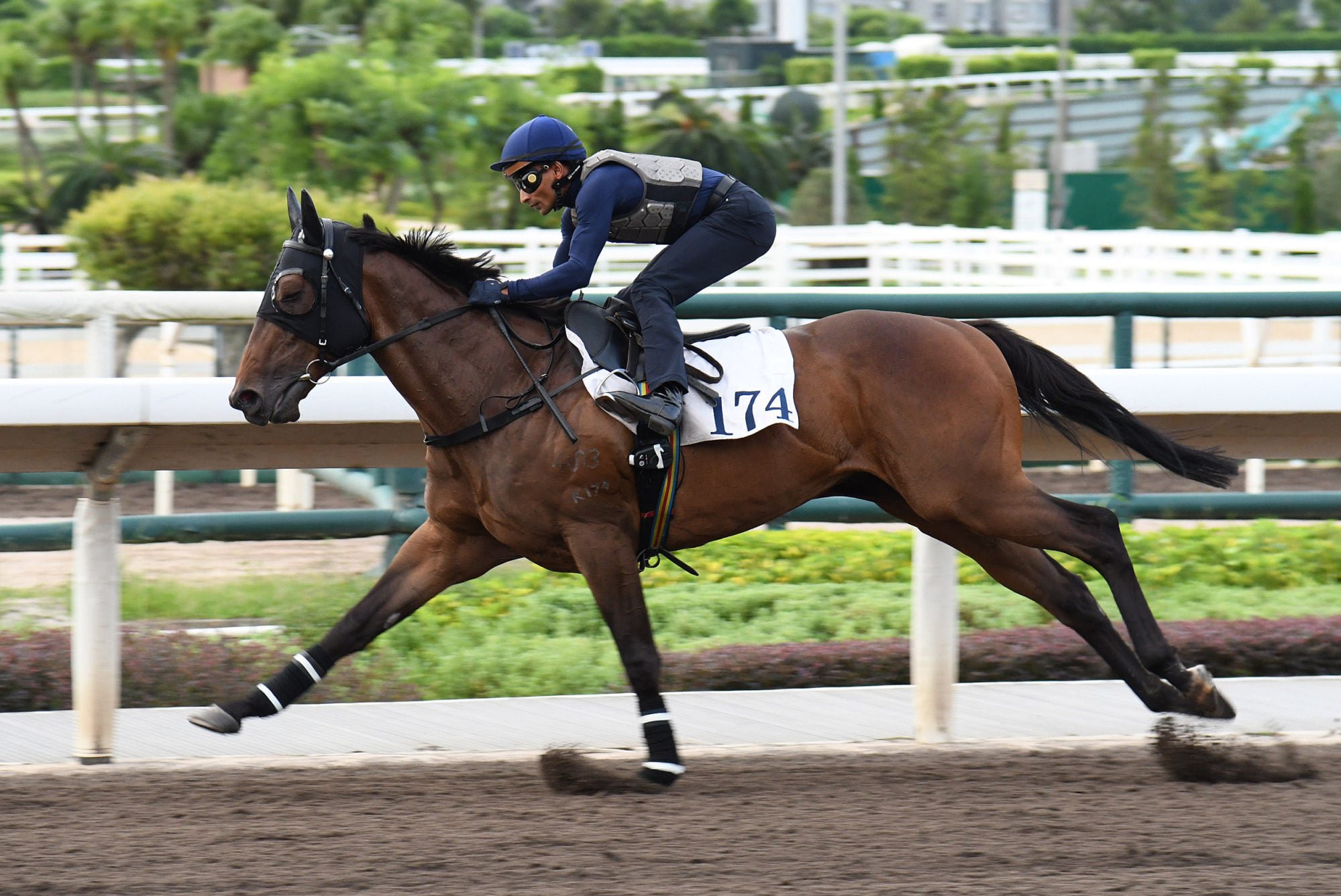 King Of Fighters gallops at Sha Tin earlier this month.
