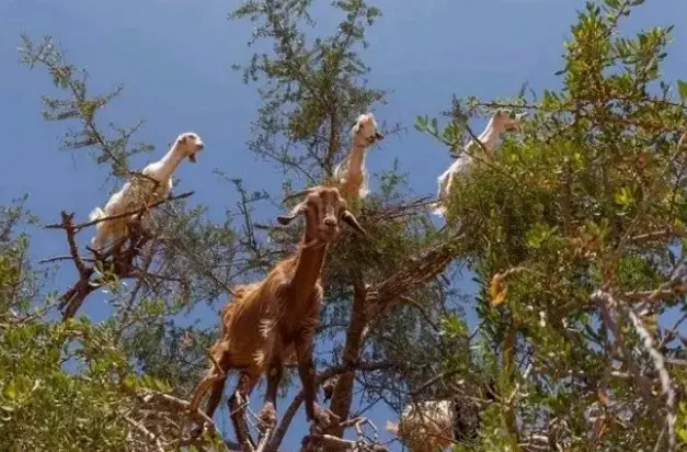 Here Main Reason Goats Climb Trees Morocco