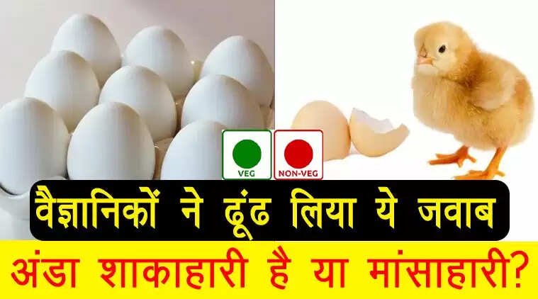 क्या अंडा शाकाहारी है या मांसाहारी? वैज्ञानिकों ने दिया जवाब