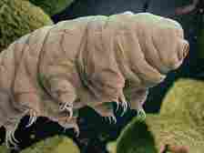 Experts believe that tardigrades would be fine in the event of an apocalypse or asteroid collision