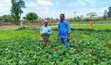 Green gram as green manure crop proves effective in Narayanraopet