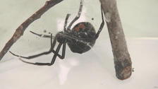 Local expert calms fears about spider invasions amid dry weather conditions (KOKH)