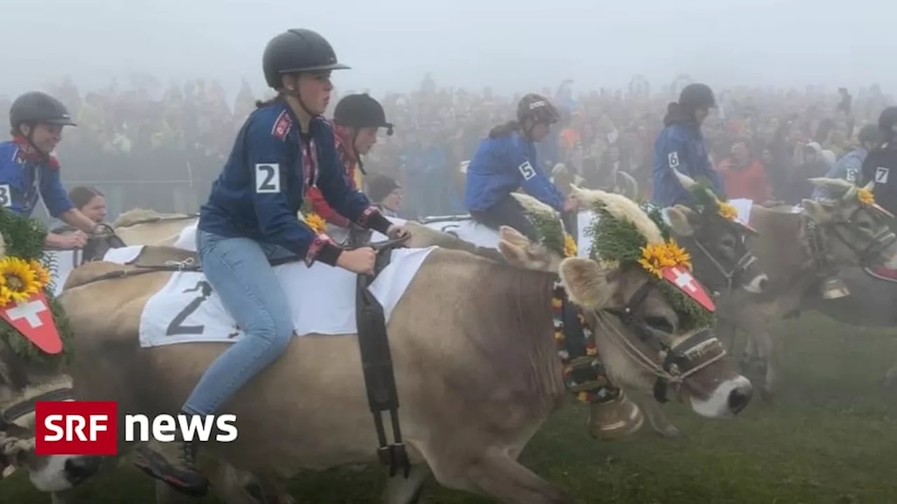 Kuh-Grand-Prix am Flumserberg lockte Tausende an
