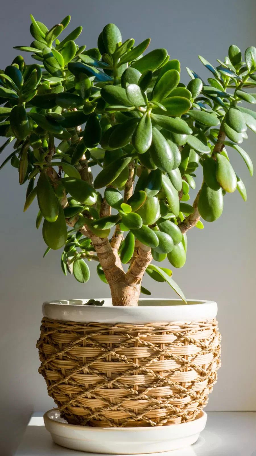 Jade Plant