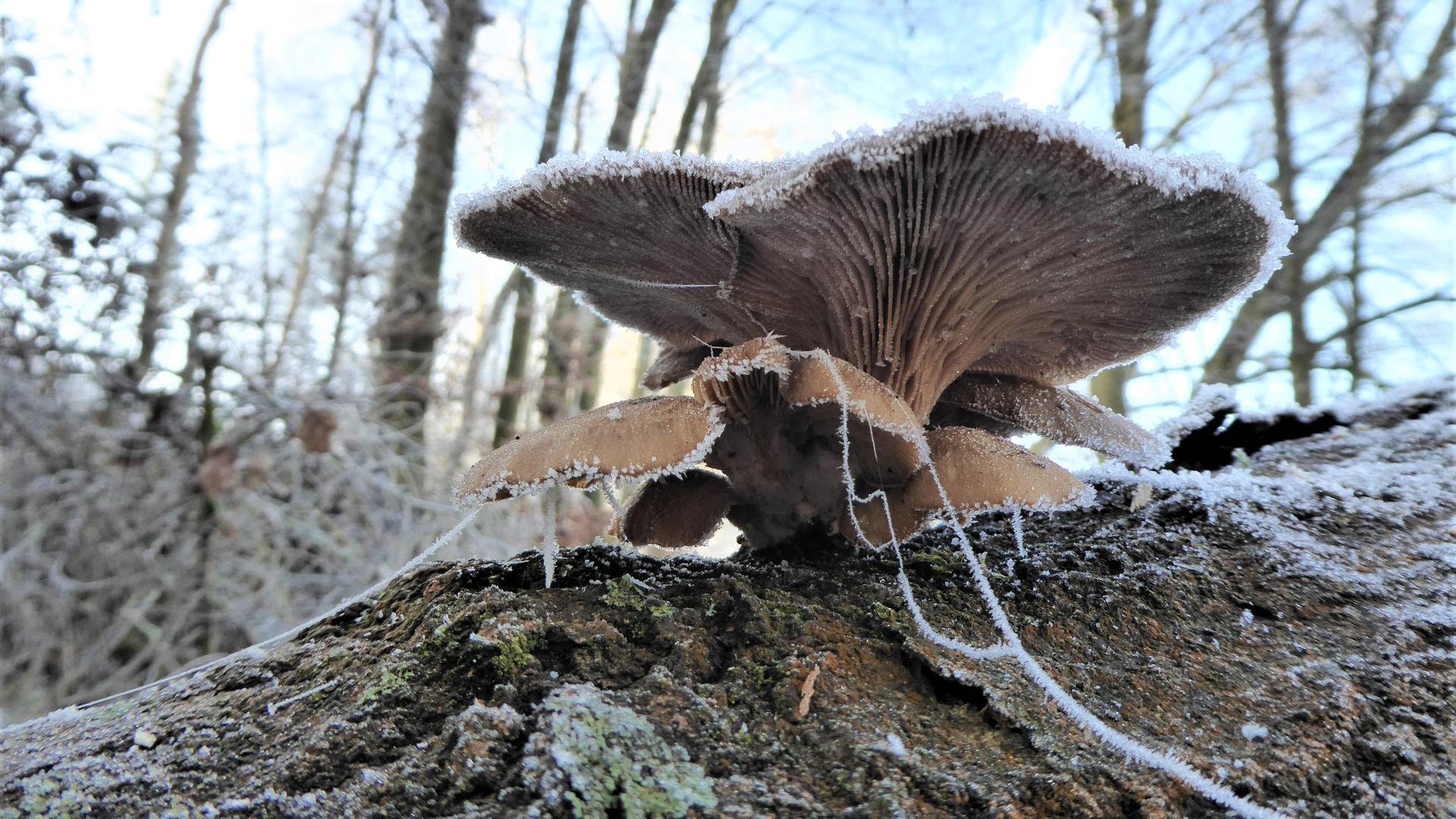 mit weißer Frost-Schicht überzogener brauner Pilz in Nahaufnahme auf einem Baum im Wald