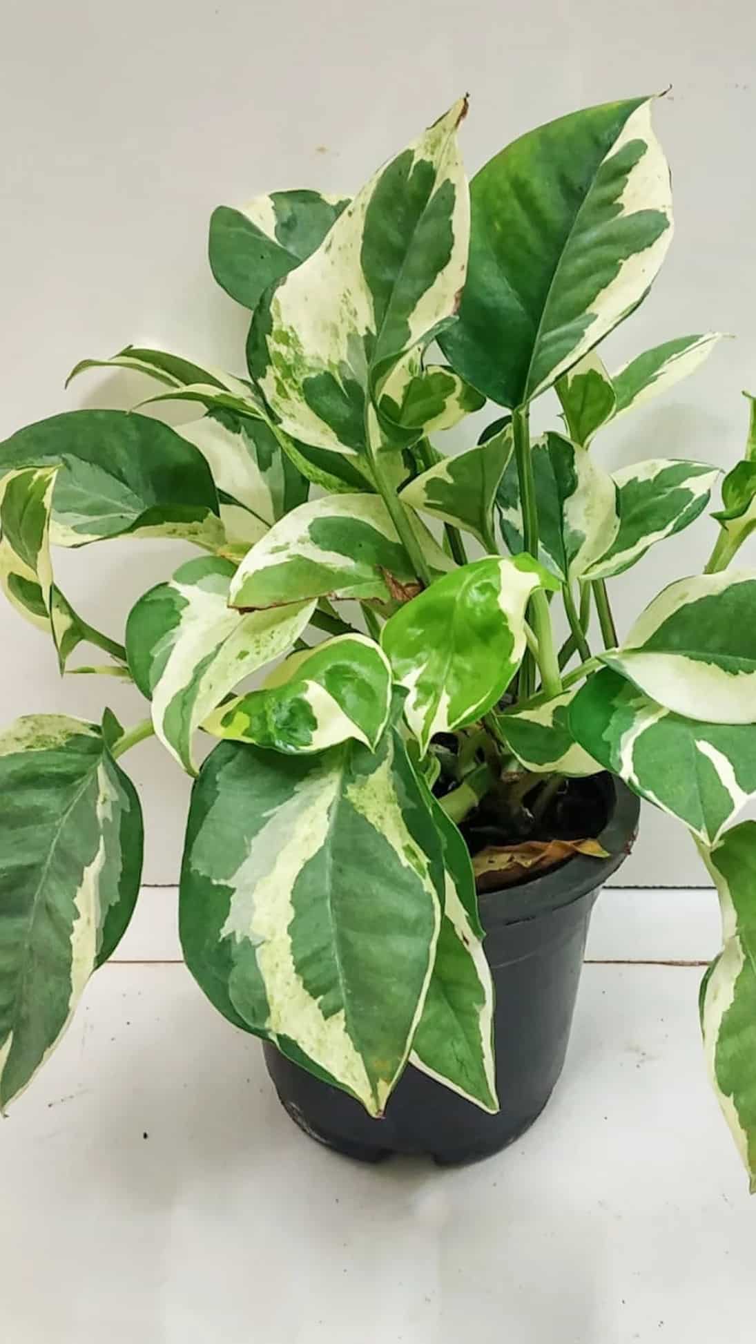 Pothos Plant