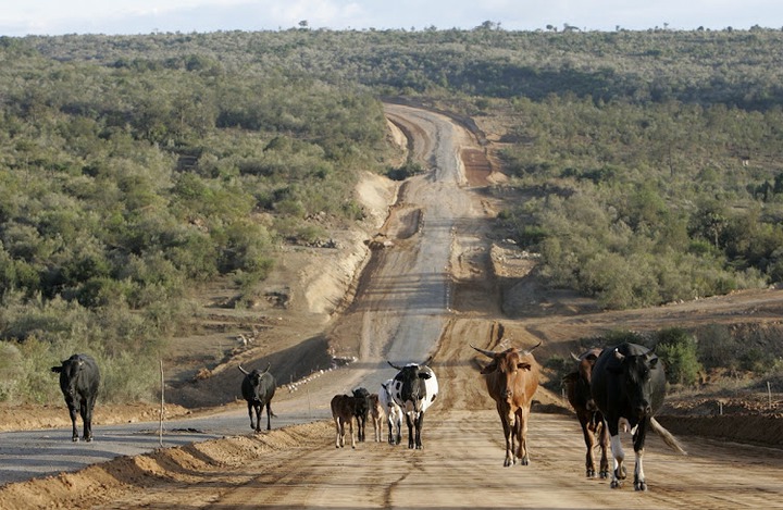 A herd of cattle walk in Kenya's Great Rift Valley, where money to complete a 1,000km super-fast rail link from Mombasa to Uganda has run out.