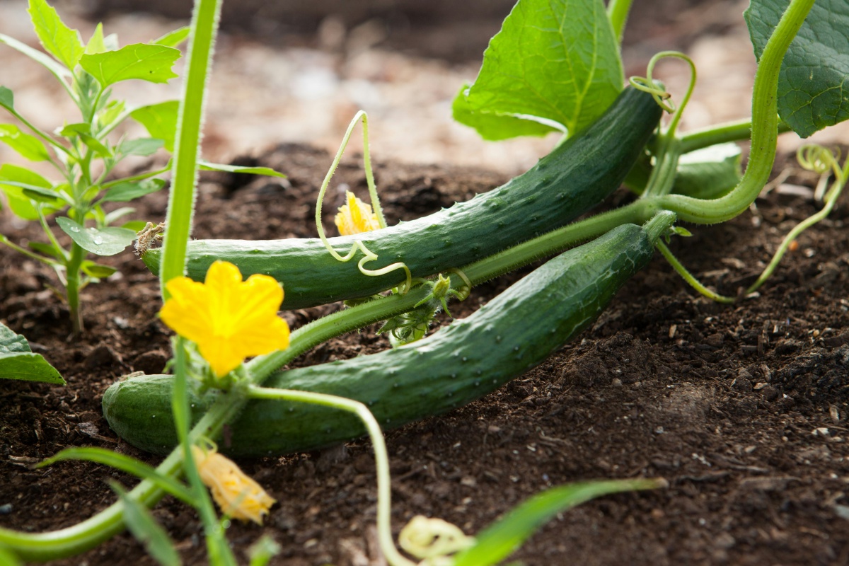 cucumber growing in garden