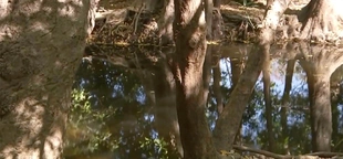 Australian girl, 12, killed by crocodile while swimming in creek