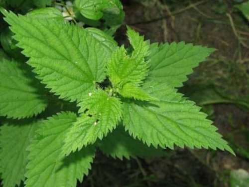 920201864200 txobredq5l howtousestingingnettles