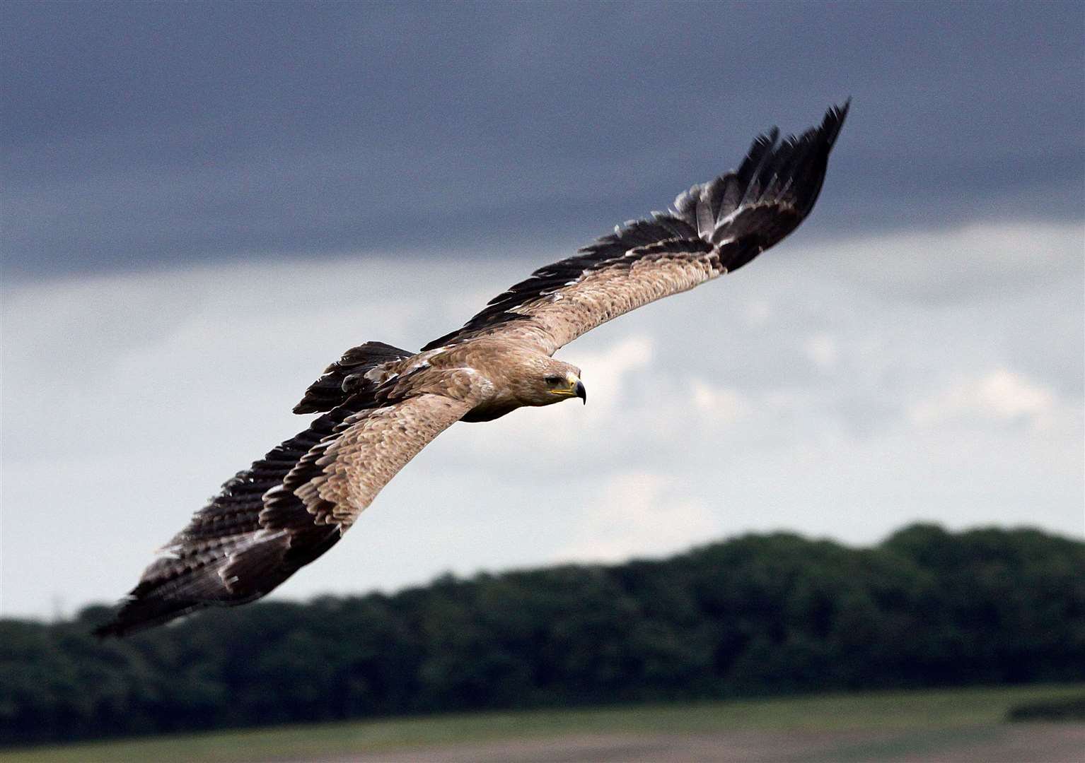 Eagle Heights Wildlife Foundation in Eynsford is one of the UK’s largest Bird of Prey centres, with more than 50 species. Picture: Eagle Heights