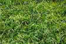 Tall fescue grown for stock feed on farms