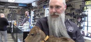 Maine gun store hires 'udderly' adorable employee, a baby cow