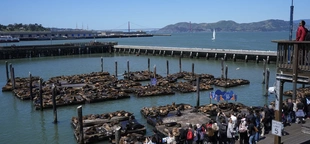 A seafood bounty lures sea lions to SF's Pier 39 in numbers not seen in 15 years