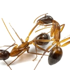 Ants treat certain leg injuries with life-saving amputations