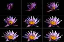A grid of nine images showcases the blooming process of a purple water lily against a black background. The top row features the bud starting to open, the middle row displays the flower further blossoming, and the bottom row shows the flower in full bloom.