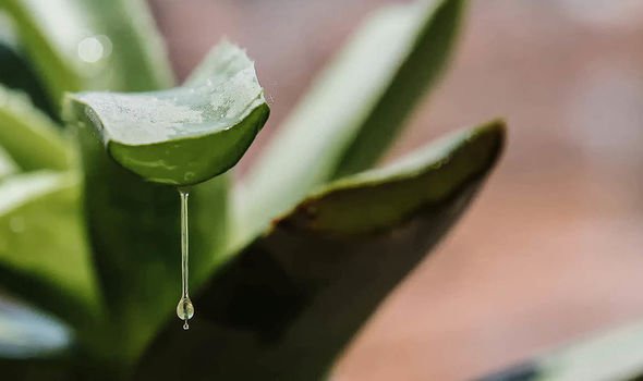 Hand sanitiser: Aloe vera plant