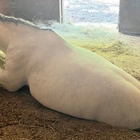 Horse rescued after falling through stable floor