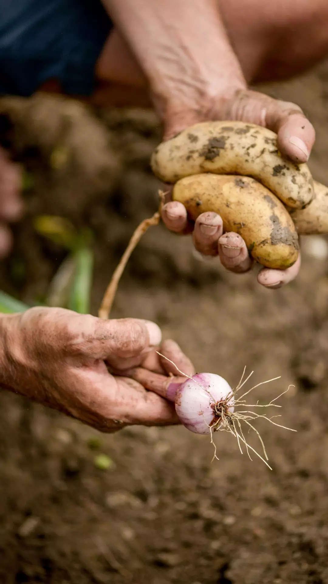 8 Vegetables that can grow in one month