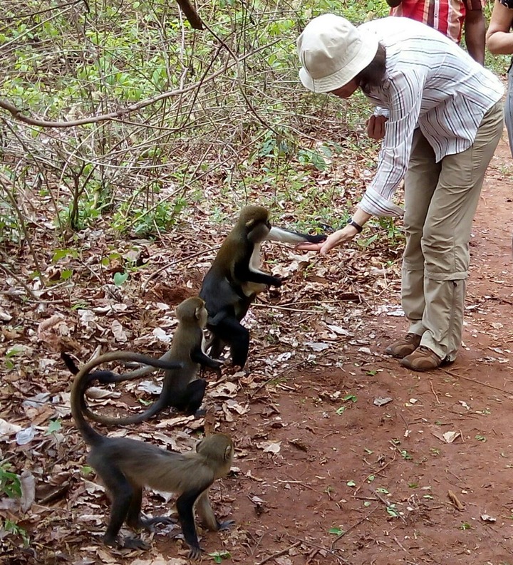Boabeng Fiema Monkey Sanctuary - General Photos