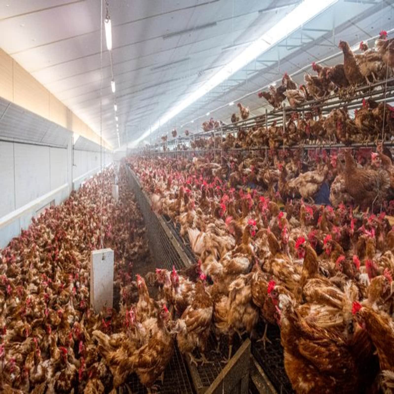 avian flu new strain more dangerous than covid