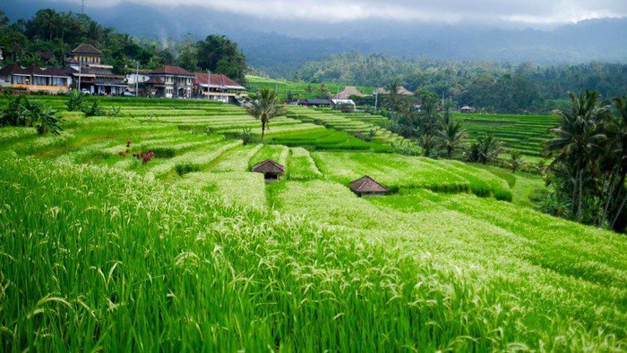 Desa wisata Jatiluwih di Bali