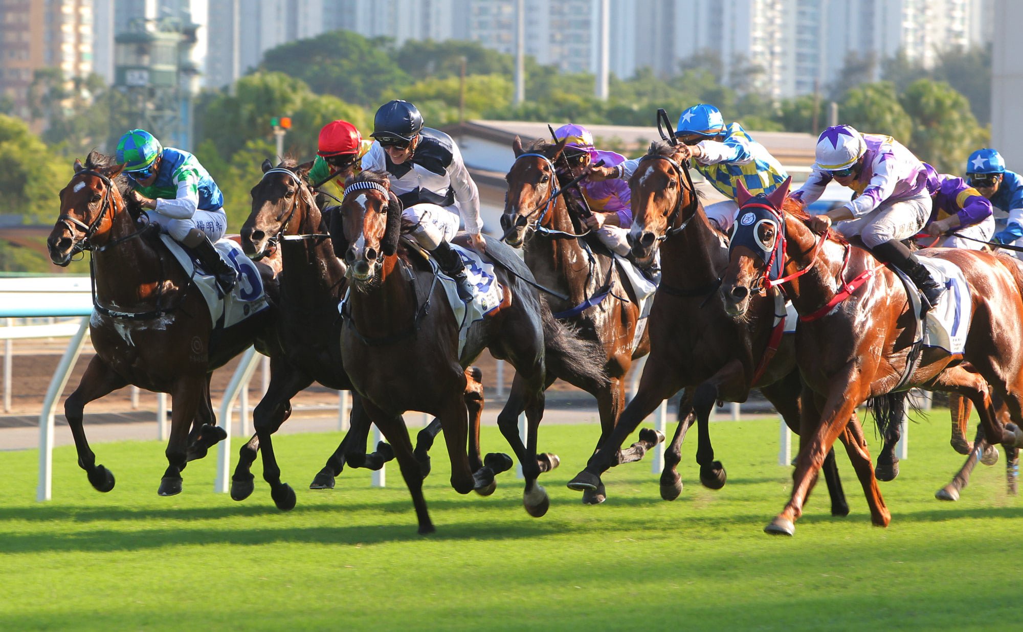 Stormy Grove (right) finishes third on return in the Celebration Cup.
