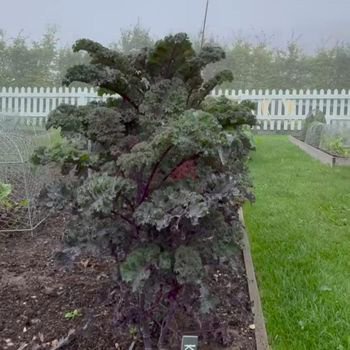 Penampakan kangkung di rumah David Beckham.