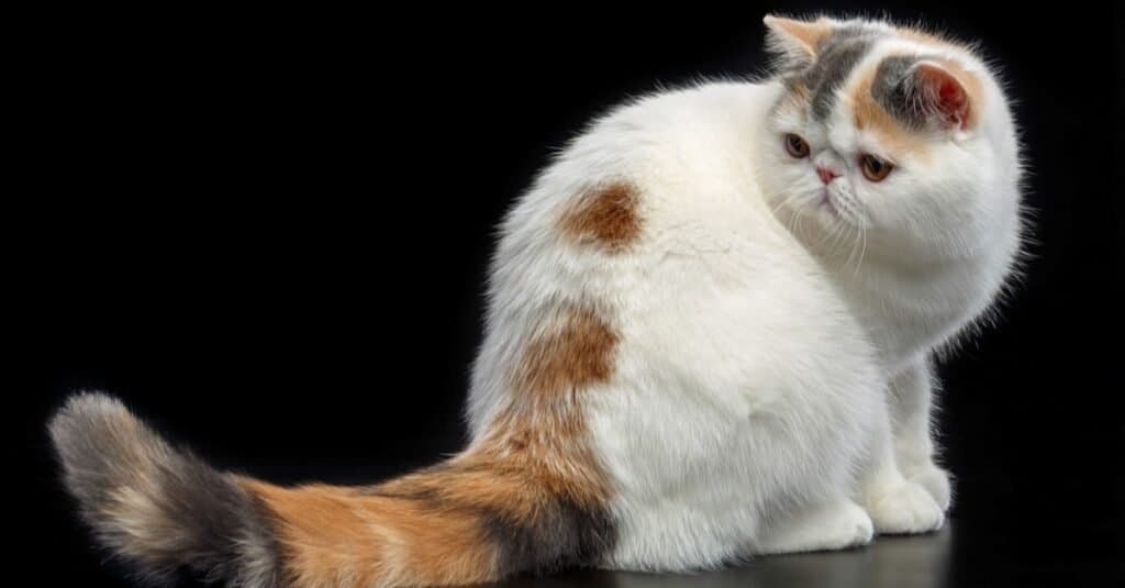 Ugliest Cats - Exotic Shorthair