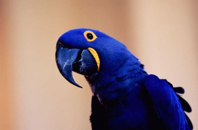 Hyacinth Macaw most expensive animals