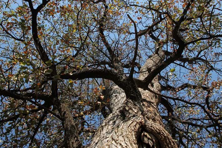 Mopane Tree 2014 09 02