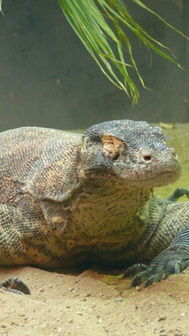 2. Komodo Dragon