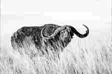 Black Death, African Buffalo