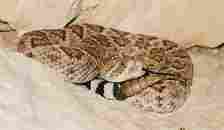 Western Diamondback Rattlesnake, Crotalus atrox, coiled in the rocks and ready to strike