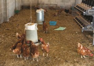 raising-chickens-for-eggs