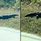 Woman who thought huge alligator was walking near daughter stunned after discovering what it actually was