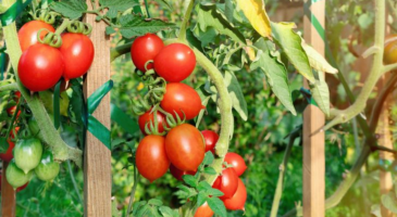 Comment avoir beaucoup de tomates sur un pied