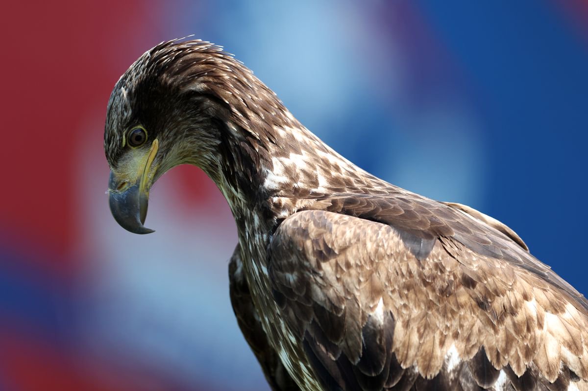 Phoenix, Mascot of Crystal Palace, is pictured prior to the Barclays Women's Super League 2 match between Crystal Palace and Portsmouth