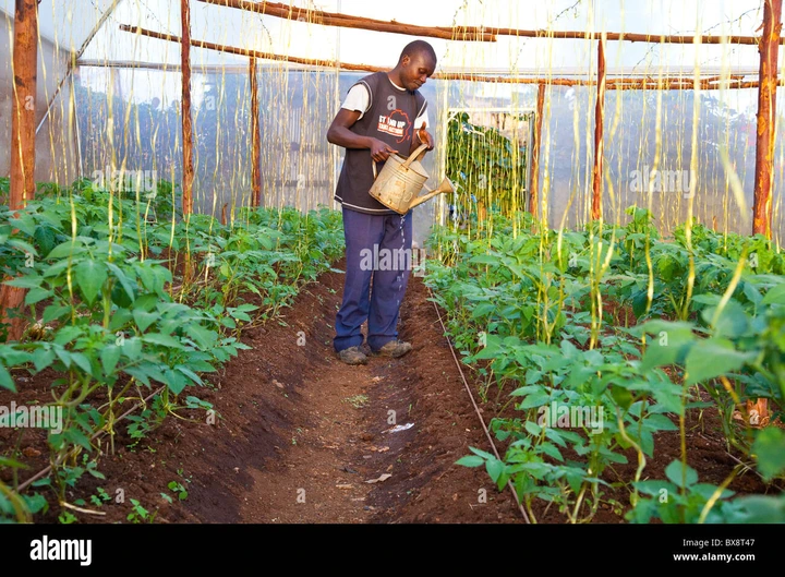 Tomato greenhouse in Kibera Slums, Nairobi, Kenya Stock Photo - Alamy