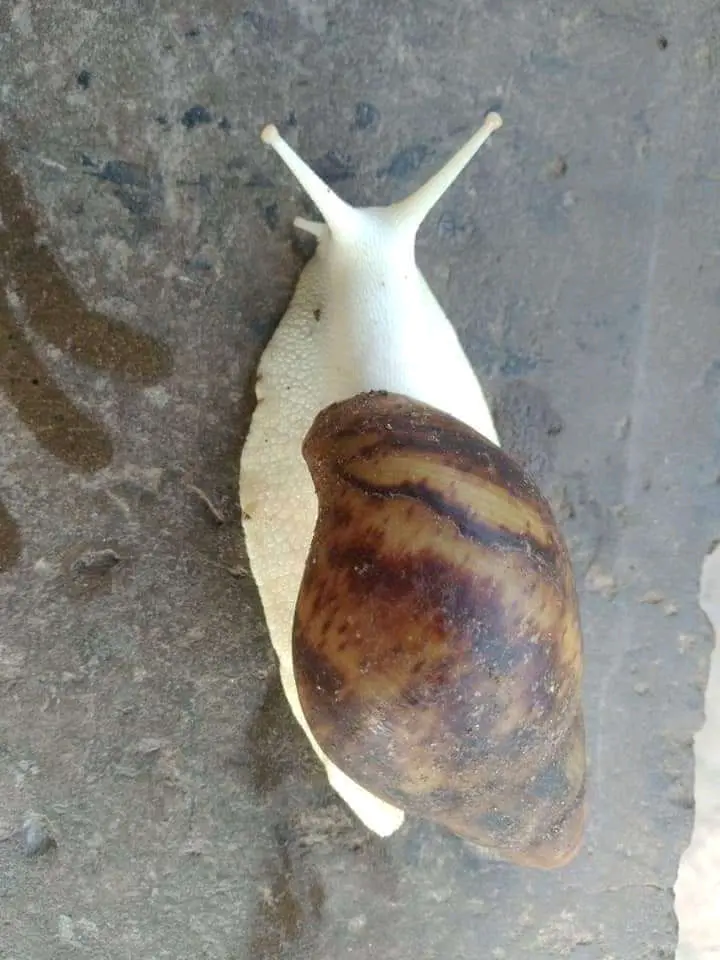 First Time Life Seeing White Snail (See Photos)